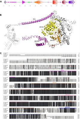 Characterization of Chromatin Remodeling Genes Involved in Thermal Tolerance of Biologically Invasive Bemisia tabaci